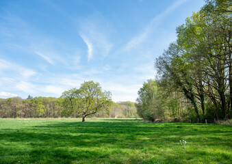 spring forest shows early spring colors. near meadow with chestnut tree in the netherlands