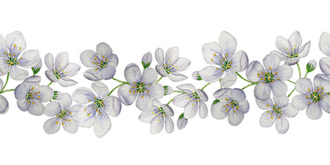 Seamless banner cherry blossom. Watercolor illustration. White background. For design, backgrounds
