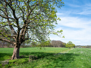 spring forest shows early spring colors. near meadow with chestnut tree in the netherlands