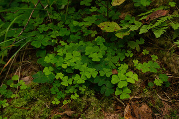 Cluster of vibrant green clover leaves growing naturally on forest floor, nature concept