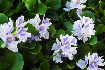 pink and white lilac flowers