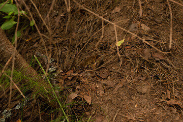 Camouflaged brown frog with alert mood resting on forest floor against earthy background