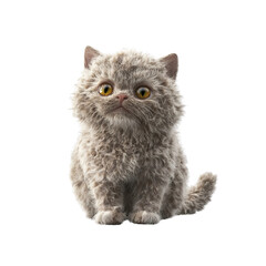 Adorable Fluffy Kitten Sitting, Looking Up with Big Eyes