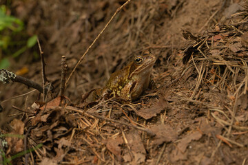 Brown frog with alert mood resting on forest floor against natural woodland background