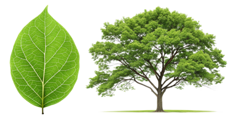 Single Leaf and Full Tree, Isolated on Transparent Background, Green Nature Composition, Botany, Ecology, Tree, Leaf, Nature