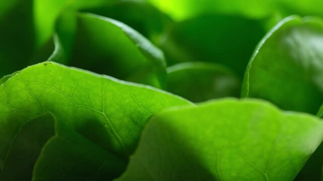 Close-up of fresh green lettuce.