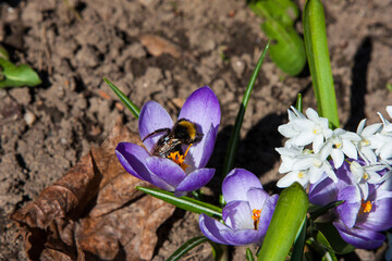 Bright Purple crocuses at spring. Bees searching pollen in the flowers in this macro close up shot....