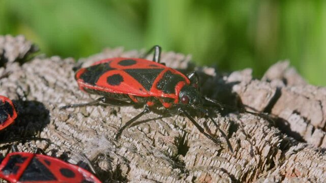 Macro footage of firebugs actively moving and interacting on a dry tree surface. Natural light highlights red and black patterns, antennae contact, leg movement, and insect behavior in spring season.