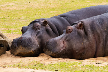 resting hippopotamus