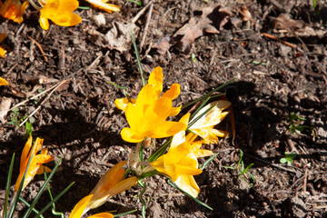 Yellow early spring flowers break through the fallen leaves. Beautiful yellow spring crocuses in the garden. bulbous plants in the garden. Floral spring background with yellow crocus flowers