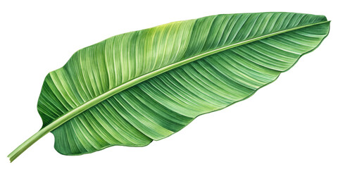 Watercolor Banana Leaf Illustration, Isolated on Transparent Background, Tropical Plant Design, Botanical Art, Tropical, Leaf, Plant