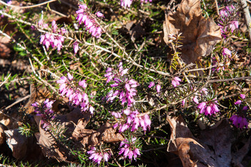 Pink spring flowers. Erica carnea ( winter heath, winter-flowering heather, spring alpine heath )...