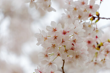 満開の桜の花と春の訪れ