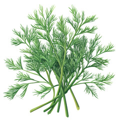 Fototapeta premium Illustrator transparent dill herb nature botanical art greenery close-up perspective