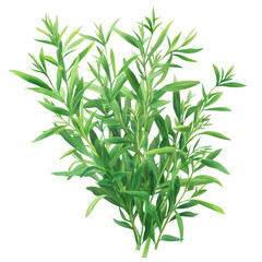 Fototapeta premium Illustrator's transparent nature illustration of fresh tarragon bright studio botanical art close-up view