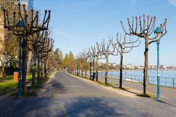 Allee am Rhein