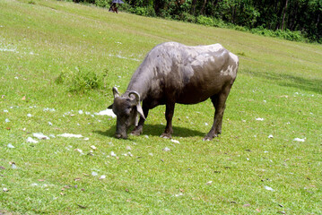 buffalo grazing in the meadow