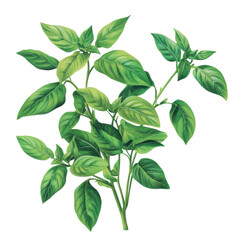 Fototapeta premium Basil leaves illustration botanical art transparent background nature close-up illustrator