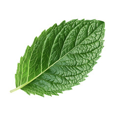Obraz premium leaf of mint isolated on a transparent background, fresh green with finely detailed veins and a slightly textured surface. The edges are slightly curled, 