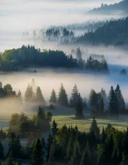 Misty and fogging landscape of forest
