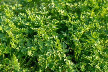parsley, an aromatic herb used in cooking to enrich dishes and salads, its intense aroma is an essential ingredient. Perfect for decorating, flavoring and giving the freshness of nature to food.