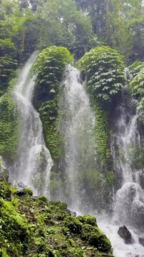 Banyu Wana Amertha waterfall flowing over a cliff overgrown with tropical vegetation hidden in the middle of dense jungle. Munduk waterfall trail, Wanagiri village. Best hikes on Bali, Indonesia