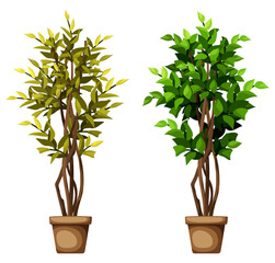 Green and withered ficus tree. Big ficus tree before and after plant treatment (plant care). Houseplant in a pot. Vector illustration