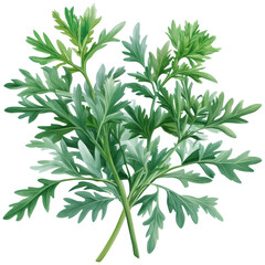 Illustrator transparent art of fresh cilantro leaves nature scene botanical illustration lush greenery