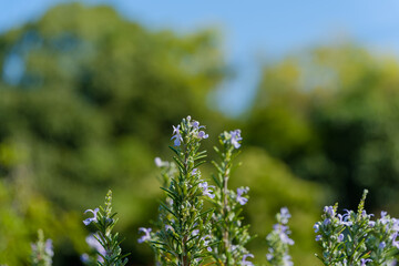 ローズマリーの花と青空の背景
