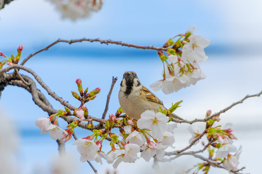 木に止まる鳥」の写真素材 | 28,626件の無料イラスト画像 木に止まる鳥」の写真素材 | 28,626件の無料イラスト画像