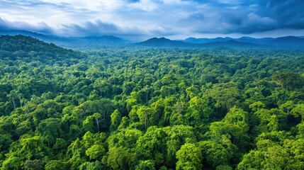 Lush Green Rainforest Canopy Aerial View