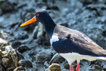 oystercatcher wedding parade regional park po delta