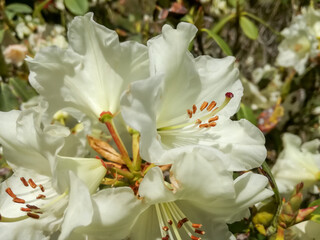白いシャクナゲの花のクローズアップ