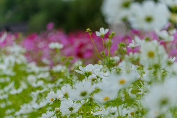 白いコスモスが咲き誇る秋の花畑