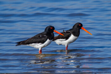 oystercatcher wedding parade regional park po delta