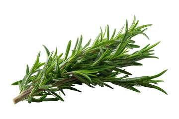 Fototapeta premium Fresh rosemary culinary benefits
