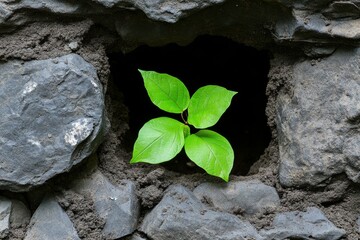 A colony of leafcutter ants (Hymenoptera) carrying fresh green leaves back to their underground nest