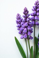Fresh lavender blooms on clean white backdrop, relaxation, purple