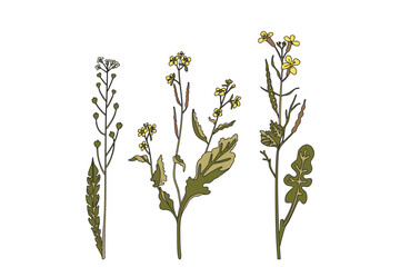 Botanical wildflowers isolated on white background. Hand drawn plants with stems, leaves, flowers vector illustration. Graphic design elements for Birthday Invitation Greeting Card Print Page Book Set