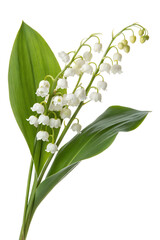Lily of the valley isolated on transparent background