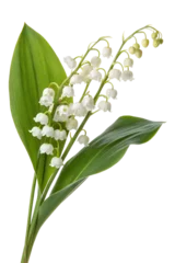 Fototapeten Maiglöckchen Lily of the valley isolated on transparent background  © Photo Find