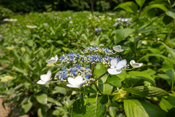 ガクアジサイの花と緑の広がり