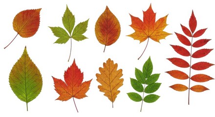 Naklejka premium Autumn leaves botanical illustration vibrant isolated white background
