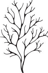 Seaweed. Vector hand drawn illustration of seaweed on isolated background in outline style. Seaweed engraving drawn with black ink for icon or logo. Line sketch.