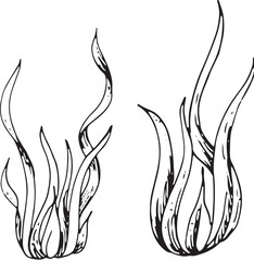 Set of seaweed and coral. Vector hand drawn illustration of seaweed on isolated background in outline style. Engraving of coral drawn with black ink for icon or logo. Line sketch.