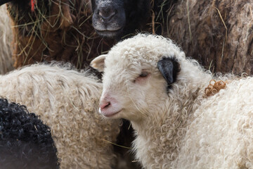 White young ram with black ear. Lamb with one white and black ear. Domestic farm animals.