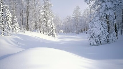 Obraz premium Winter wonderland; snow-covered forest with gently sloping hills. Sunlight filters through the trees, illuminating the pristine white landscape.