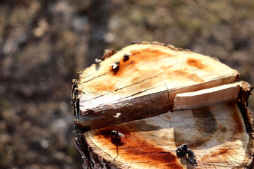 Tree cut, stump on cut apple tree in garden with flies on surface - horizontal color macro photo, top view