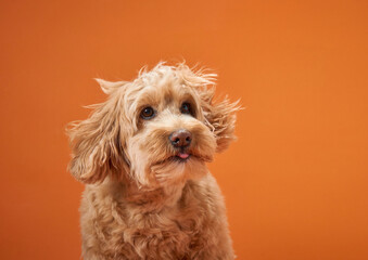 A Labradoodle with curly fur looks upward with interest, set against an orange background.