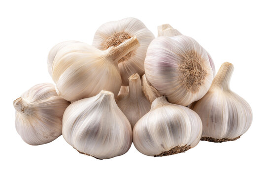 Harvested garlic a kitchen fresh
